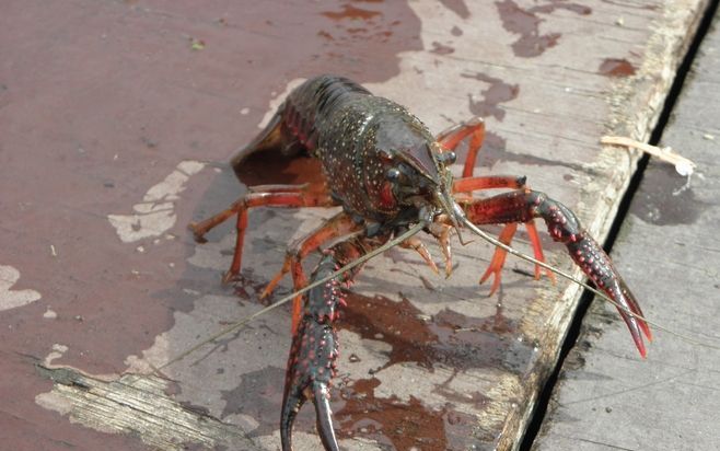 Het aantal rivierkreeften in de Nederlandse sloten en rivieren is de afgelopen jaren explosief gegroeid. Foto RD