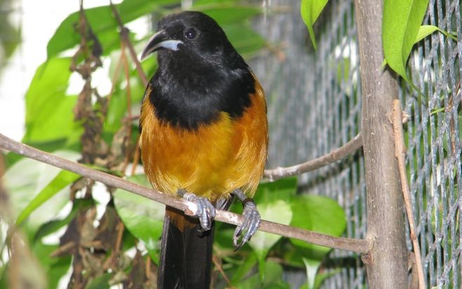 ALPHEN AAN DEN RIJN - Onbekenden hebben vrijdagnacht twintig zangvogels gestolen uit het vogelpark Avifauna in Alphen aan den Rijn, waaronder een stel zeldzame Montserrat troepialen. Foto ANP