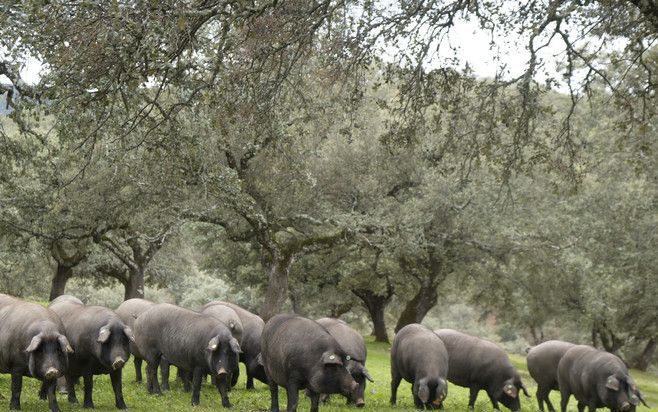 Iberische varkens die scharrelen onder steeneiken leveren hammen die bijna smelten in de mond. Foto Stedencoörporatie Ruta de la Plata