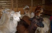 MEEDEN – De eerste alpaca’s, familie van de lama, kocht het echtpaar Joling in België. „Een alpaca van A kwaliteit, die nodig is om door te fokken, kost tussen de 5000 en de 6000 euro. De prijs van een goede hengst is drie keer zo hoog.” Foto RD