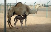 De opvolger van het gkloonde schaap Dolly: de gekloonde kameel. Foto EPA
