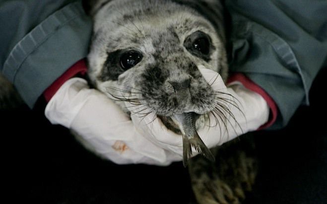 De zeehondencrèche in Pieterburen heeft zaterdag al de eerste huilers binnengekregen. Dit meldde een woordvoerder van de crèche.Negen jonge zeehondjes zijn door het hoge water van zandbanken afgespoeld, werden gescheiden van hun moeder en spoelden aan op 