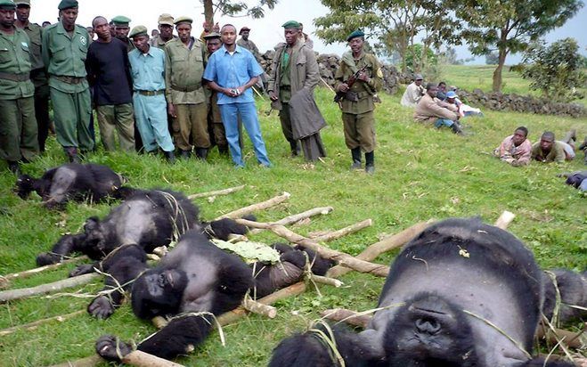 KINSHASA – Een ongedateerde foto van vorig jaar, waarop te zien is hoe de kadavers van vier gedode gorilla’s uit het Virungapark in de Democratische Republiek Congo worden vervoerd. Naar nu blijkt zijn deze en andere gorilla’s door de directeur van het pa