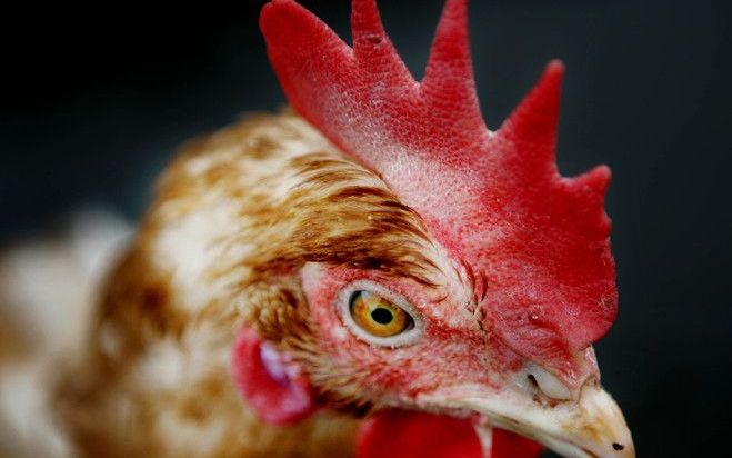 CLOPPENBURG - In de Duitse deelstaat Nedersaksen breidt een milde vorm van vogelgriep zich uit. Foto ANP