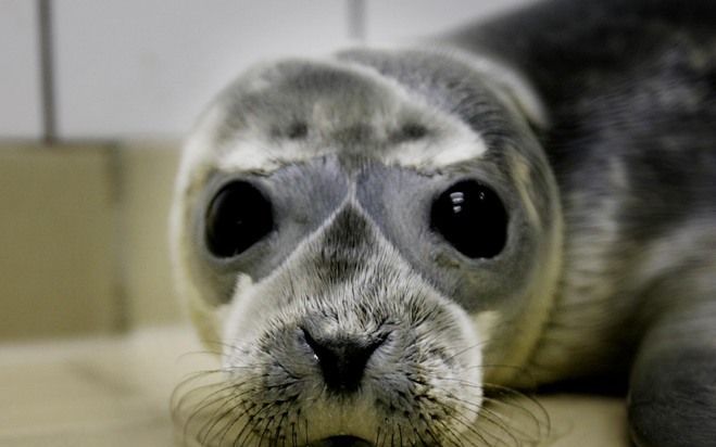 Drie zeehonden ontsnapt uit Pieterburen. Foto ANP