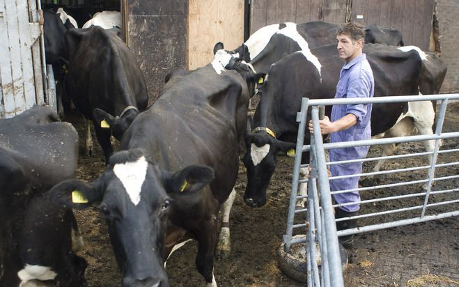 Landbouworganisatie LTO Nederland is bezorgd dat melkveehouders in Nederland minder staatssteun krijgen dan hun concurrenten in Duitsland en Frankrijk. Foto ANP