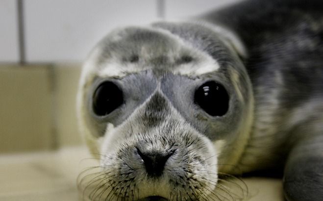 PIETERBUREN – In de Zeehondencrèche in Pieterburen is maandag de eerste grijze zeehondbaby van dit jaar opgevangen. Foto ANP