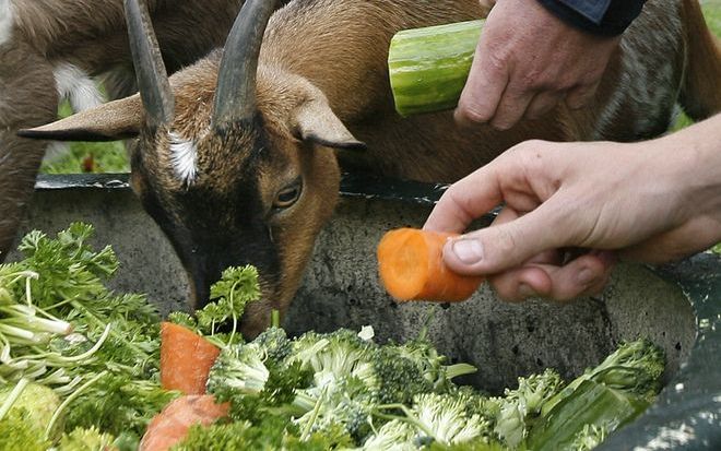 Dagactiviteitencentrum Horstheim in Staphorst krijgt nog één keer subsidie van de gemeente Staphorst om het project Dierenweide in Staphorst-Noord af te ronden. Foto ANP