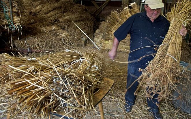 De laatste tien jaar ging het heel snel met de teloorgang van de bies, die wereldwijd stokoude papieren heeft. Julian Visscher uit Genemuiden: „Er mag veel minder met onkruidverdelger worden gewerkt. Daardoor verdringt het onkruid de biezen. En het water 