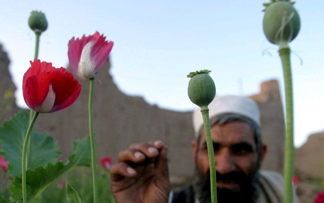 De bevolking in Uruzgan moet binnen twee jaar de papaverteelt uit de provincie verbannen en beter het hoofd bieden aan de invloed van opstandelingen. Ook moeten drieduizend mannen uit Uruzgan de Afghaanse politie en het leger versterken. Foto EPA