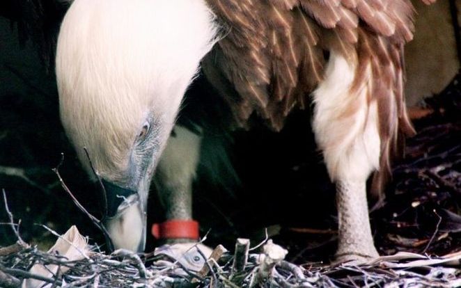 AMERSFOORT – In DierenPark Amersfoort is een jonge vale gier uit zijn ei gekropen. Dat maakte de dierentuin maandag bekend. In het park leven zeven gieren. Twee koppels legden onlangs een ei. Voor de veiligheid werden de eieren in een broedmachine gelegd.