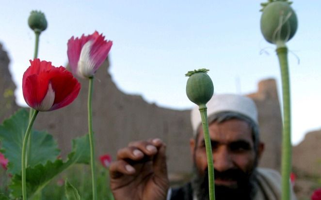 Een Afghaanse boer bekijkt zijn papavers. Foto EPA