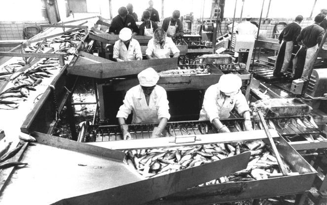 Het Katwijkse visbedrijf Ouwehand zit in de problemen en vraagt uitstel van betaling aan. Foto: werknemers van het honderd jaar oude bedrijf aan het werk in 1982. Foto ANP