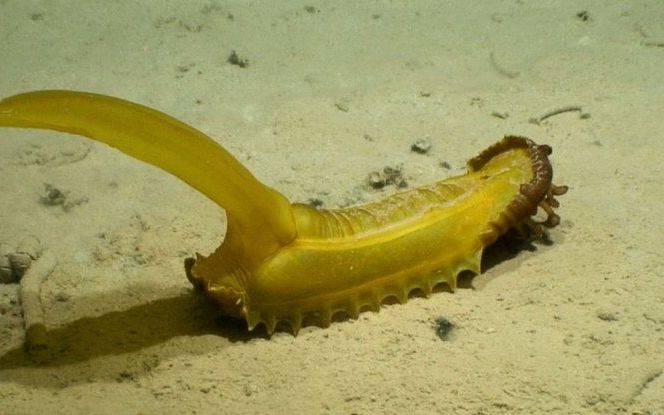 De Psychropotes longicauda, een soort zeekomkommer, leeft op 5100 meter diepte op sedimenten met mangaanknollen in de westelijke Clarion Clipperton Zone. Het dier is ongeveer 60 centimeter lang. beeld NOAA