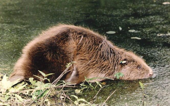 De bever rukt op in Utrecht. Het Utrechts Landschap maakte gisteren bekend dat op drie verschillende plekken langs de Nederrijn bevers zijn gesignaleerd. Boswachter Hugo Spitzen is blij met de komst van de dieren in zijn natuurgebied. „De bevers worden st