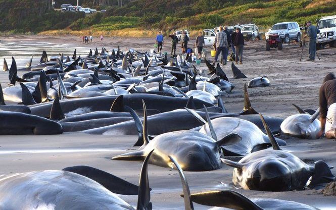 Een grote groep grienden en enkele dolfijnen spoelden zondag aan op een strand in de buurt van Tasmanië. Foto EPA