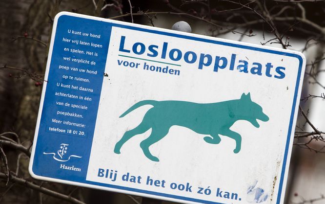 „Voor goed opgevoede honden is onze gemeente heel vriendelijk, zij kunnen lekker loslopen”, aldus een woordvoerder van de gemeente Achtkarspelen. Foto ANP