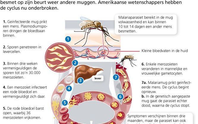 Beeld RD