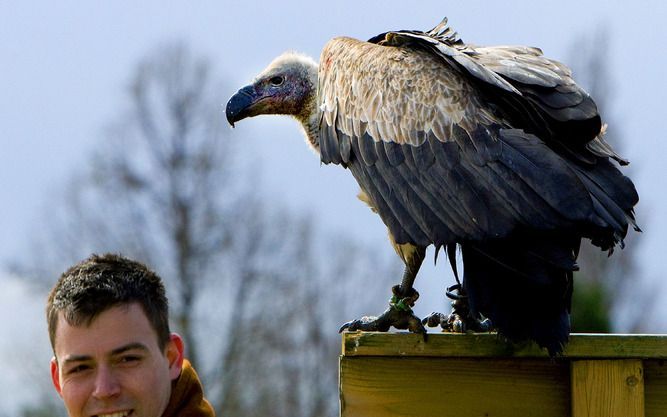 Deze gier in Diergaarde Blijdorp is niet weggevlogen. Foto ANP.