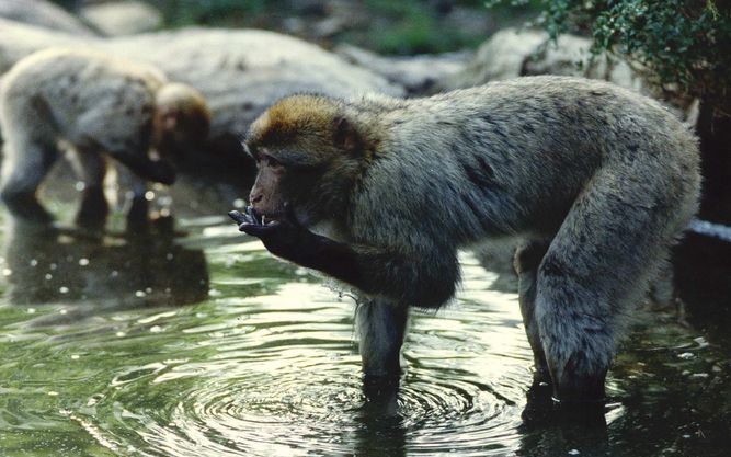 MADRID - Een groep berberapen in Gibraltar hindert toeristen zodanig dat is besloten de dieren af te maken. Dat is donderdag bekendgemaakt. Foto ANP