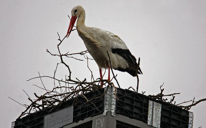 HOUSTON – De ooievaar had het maar druk in de Amerikaanse stad Houston. In één dag tijd werden in een geboortekliniek in de stad maar liefst drie drielingen geboren. Foto ANP