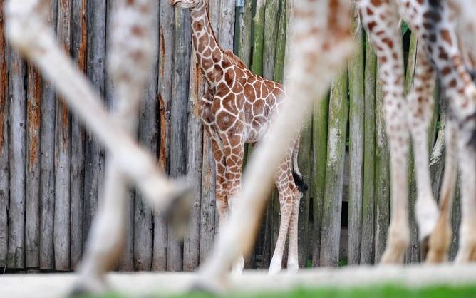 Het jong dat eind juli in de Rotterdamse Diergaarde Blijdorp ter wereld kwam, kreeg nauwelijks te drinken bij haar moeder en was daardoor heel zwak. Foto ANP