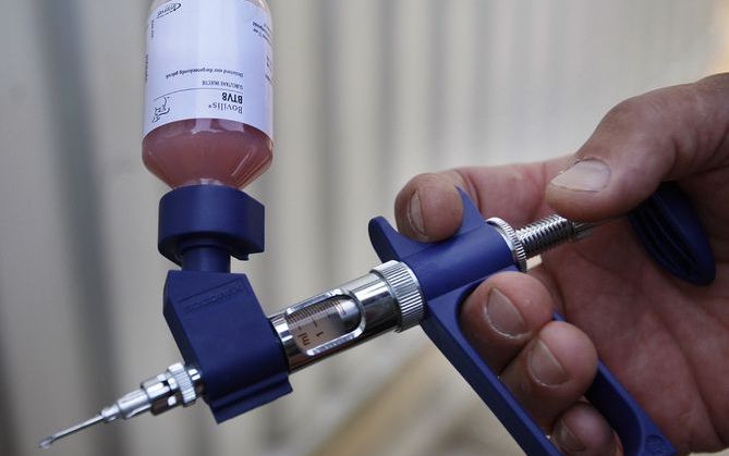 Vaccineren tegen de dierziekte blauwtong werkt. Tot die slotsom komt het ministerie van Landbouw, kijkend naar het aantal gevallen van blauwtong. Foto ANP