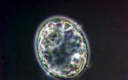 In het Britse Lagerhuis haalde een amendement om het scheppen van menselijk–dierlijke embryo’s te verbieden het niet.