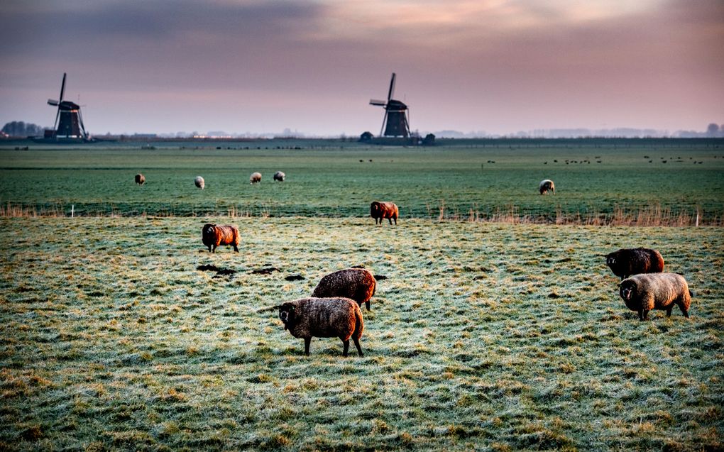 Een koude ochtend in Wilsveen, een buurtschap in de gemeente Leidschendam-Voorburg. beeld ANP