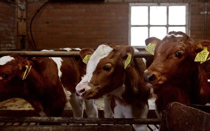 De Voedsel en Waren Autoriteit verwacht niet dat grote veebedrijven extra gezondheidsrisico's met zich meebrengen. Foto ANP