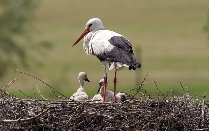 UTRECHT - Via webcams van de Vogelbescherming zijn onder andere een ooievaar en een slechtvalk te zien. Foto ANP