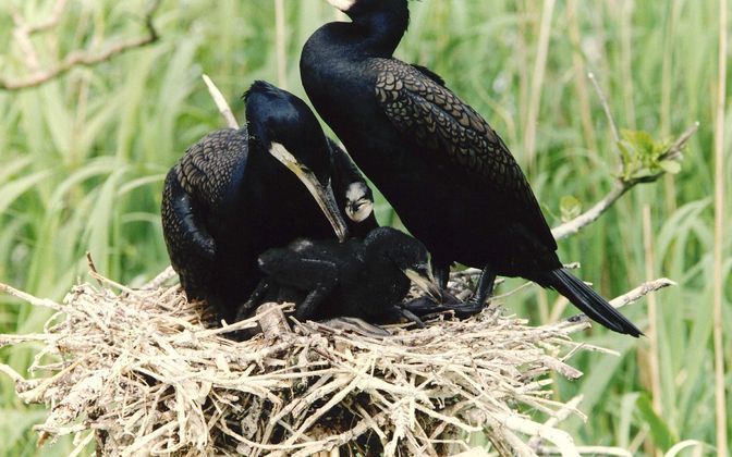 MIDDELHARNIS – Europarlementslid Visser (CDA) heeft Brussel gemaand tot spoed voor een actieplan tegen de vele aalscholvers in Europa. Het aantal aalscholvers is in 25 jaar vertwintigvoudigd tot zo’n 2 miljoen vogels. Foto ANP