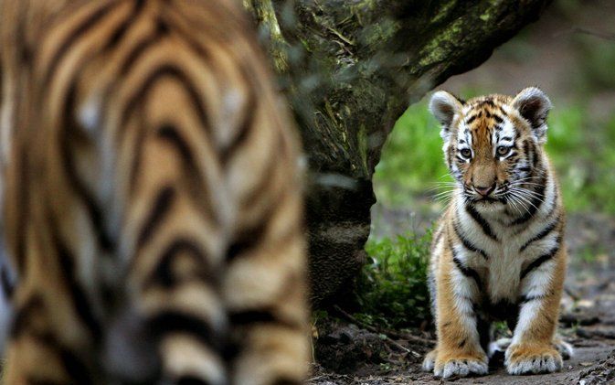 AMERSFOORT (ANP) – In Dierenpark Amersfoort zijn dinsdagnacht twee Siberische tijgers geboren. Vlak na de geboorte ging een van de jongen dood. Dat heeft de dierentuin woensdag bekendgemaakt. Foto ANP