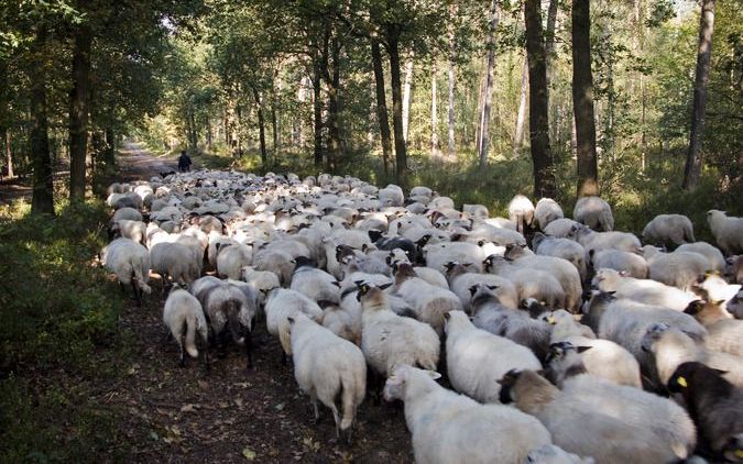 De straten van Berkel en Rodenrijs (gemeente Lansingerland, Zuid–Holland) vulden zich vrijdagochtend vroeg met een kudde ontsnapte schapen. Foto ANP