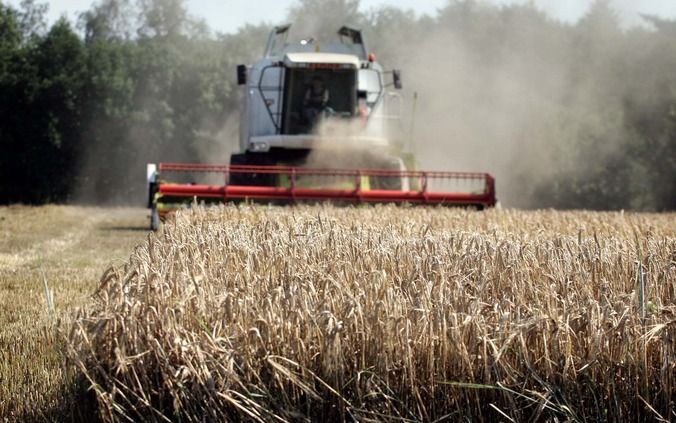 HARDERWIJK – Een unieke wijk vol oude stadsboerderijen naast het station van Harderwijk wordt in haar voortbestaan bedreigd. Inwoners van de wijk ”Het Nachthok” willen in een openbaar debat het gebied veiligstellen. Foto: graan wordt geoogst. Foto ANP