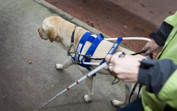 Stichting Hulphond, die hulphonden opleidt voor mensen met een lichamelijke beperking, voldoet niet meer aan de eisen voor een CBF-Keur. Foto ANP