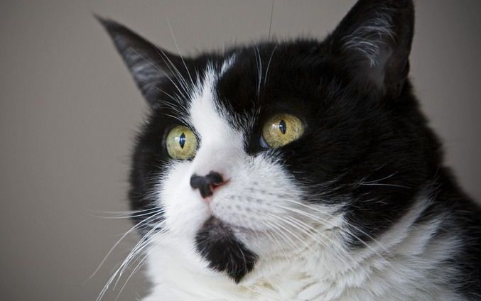 De Dieren­bescherming in Noord-Holland is een campagne begonnen tegen het afschieten van verwilderde huiskatten op Texel.