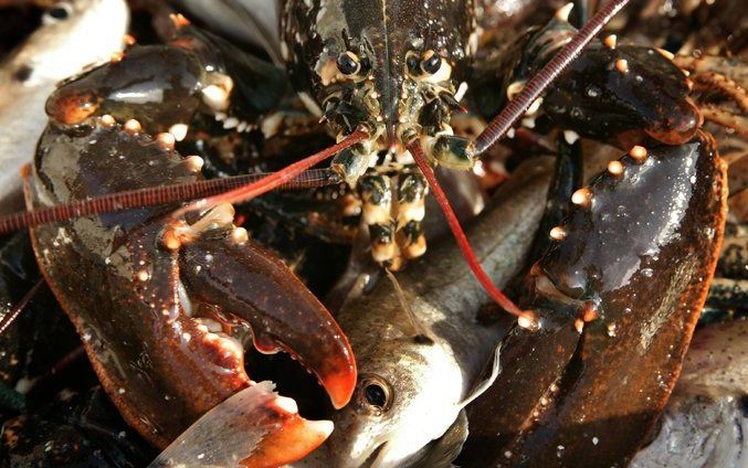 De overslag van zand en grind hindert het werk van de mossel- en schelpdierenkwekers in Bruinisse, vinden twee bezwaarmakers tegen een loswal in hun woonplaats. Foto ANP