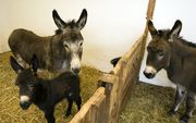 DELFT – Zo trots als een pauw is beheerder Anneriek Winkelaar van kinderboerderij Delftse Hout met de geboorte van een ezelveulentje. Met de komst van het nieuwe mannetje lopen er nu drie generaties ezels rond op de boerderij aan de Korftlaan in Delft. Fo