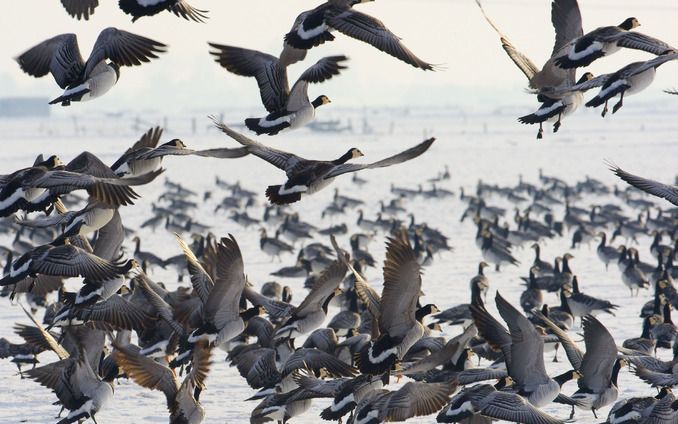 Jagers in Friesland mogen geen wilde eenden afschieten buiten het jachtseizoen. Foto ANP