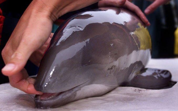 DE KOOG - Nu de wijting in de Noordzee schaars is geworden, moet de bruinvis harder werken om zijn honger te stillen. Foto ANP