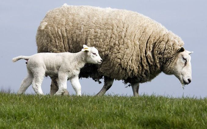 Schaap op spoor. Foto ANP