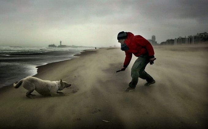 Hond kopen? Lees eerst de bijsluiter. foto ANP