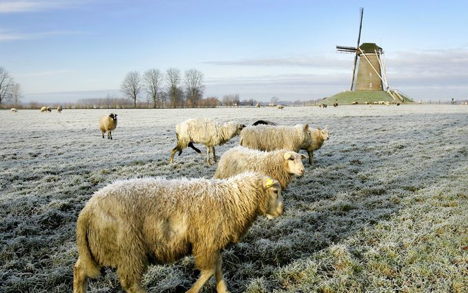 Het is boeren binnenkort verboden de melk van besmette schapen in het veevoer te laten komen. Foto ANP