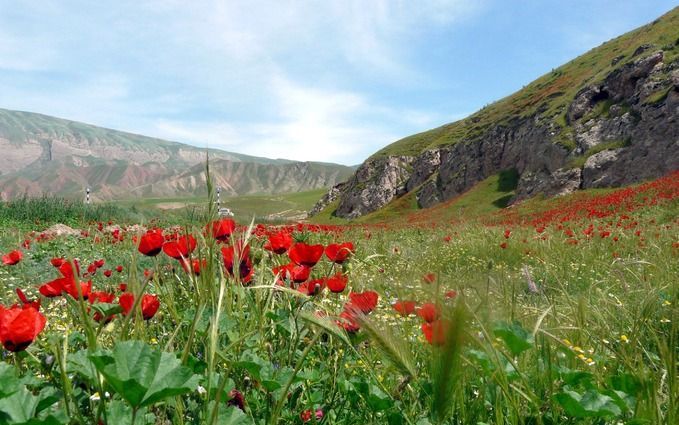 De productie van opium in Afghanistan loopt terug. Foto EPA