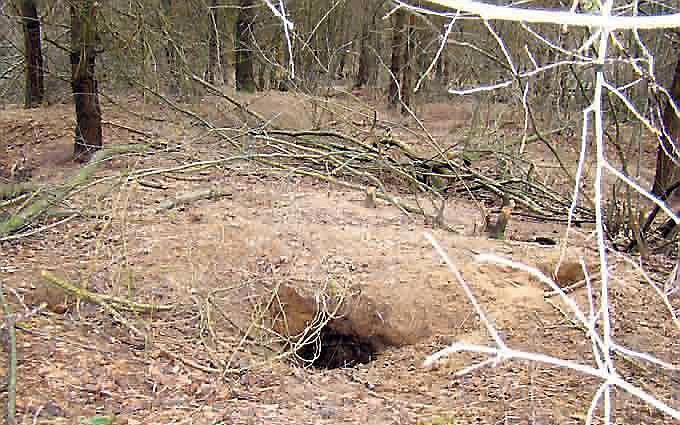 De beschadigde dassenburcht. Foto: Friesch Dagblad