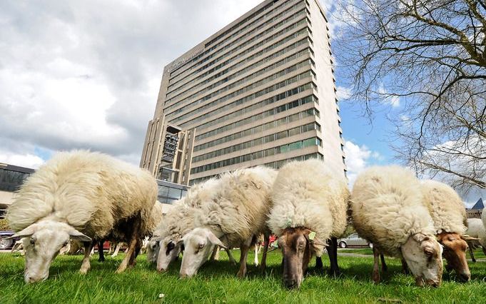 Honderden hoogleraren en andere wetenschappers uit binnen– en buitenland hebben een pleidooi voor duurzame veeteelt op internet ondertekend. Foto ANP