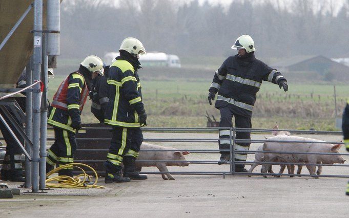 SON - Overgebleven varkens worden maandag onder begleiding van brandweermannen in gaspakken naar buiten gebracht. Foto ANP