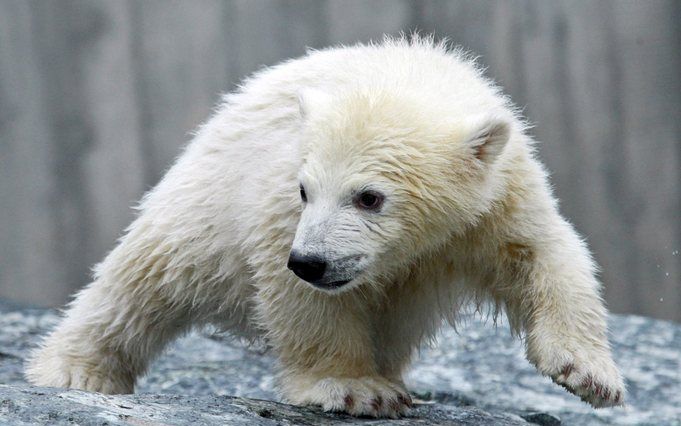 Er komt een rechtszaak om Knut, de beroemdste ijsbeer van Duitsland. De dierentuin van Neumünster, waar Knuts vader Lars vandaan komt, wil een aandeel in de extra inkomsten van de dierentuin van Berlijn. Foto EPA