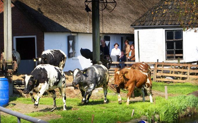 Deskundigen gaan onderzoek doen naar mogelijke gezondheidsproblemen van mensen die vlak bij grote stallen wonen. Foto ANP